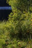 Salix aurita. Вегетирующее растение с листьями, начинающими принимать осеннюю окраску. Ленинградская обл., Всеволожский р-н, окр. пос. Гарболово, оз. Змеёвка, заболоченный берег. 24.09.2017.