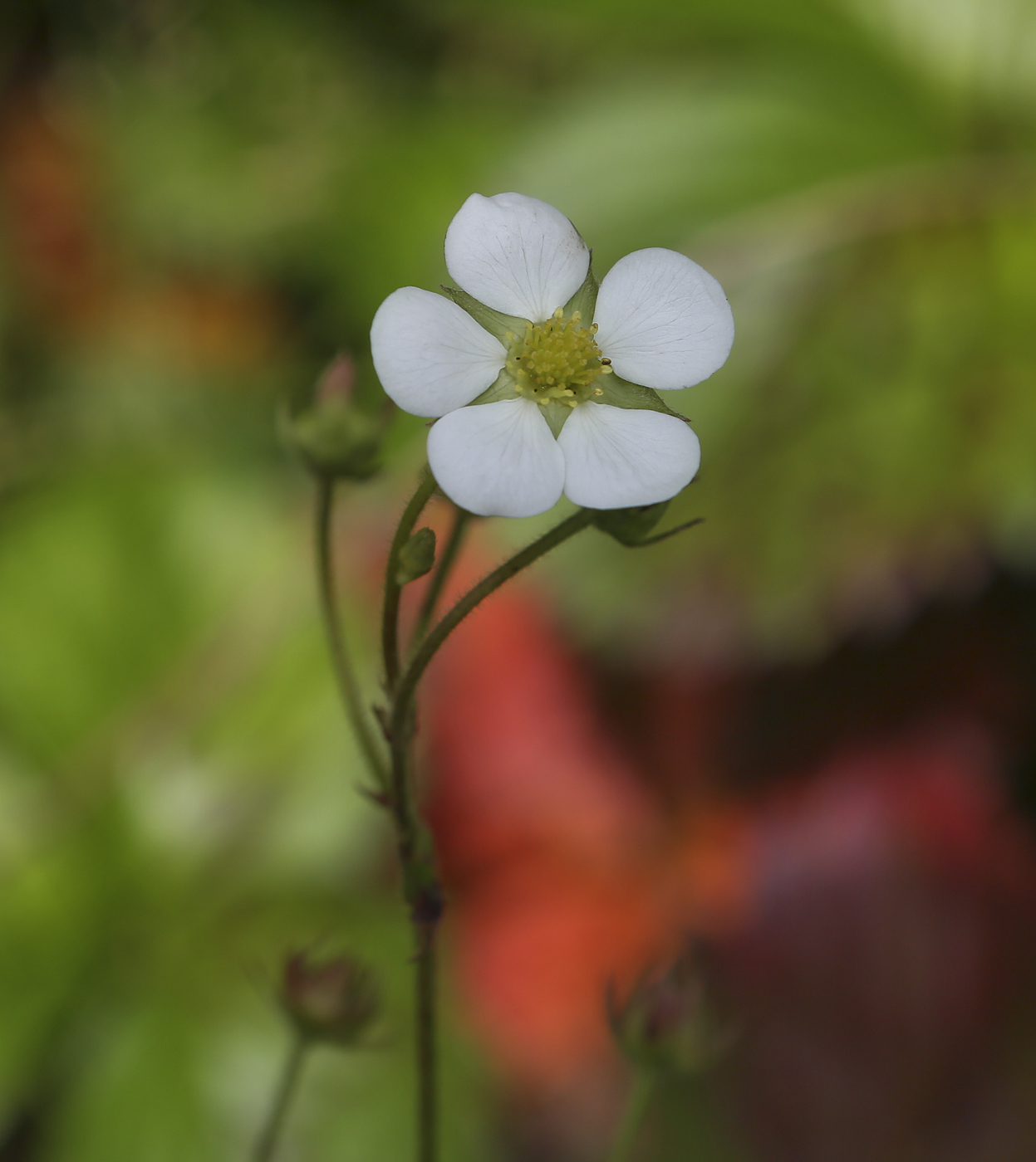 Изображение особи Fragaria &times; ananassa.