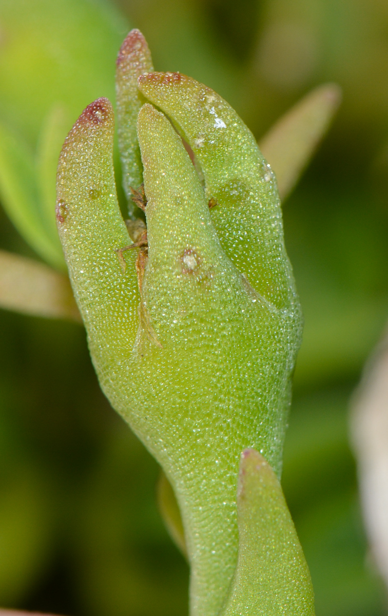 Image of genus Aptenia specimen.