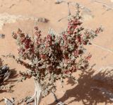 Salsola tetragona. Отцветающий кустарничек. Египет, восточный Матрух, песчано-каменистая маревокустарничковая пустыня. 07.10.2017.