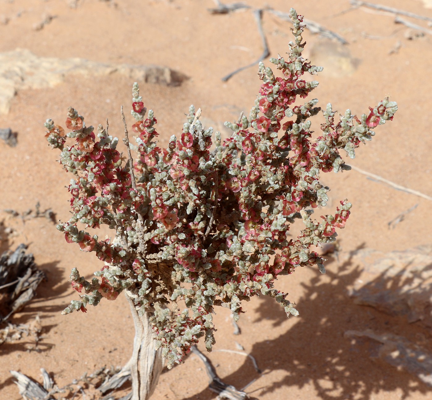 Изображение особи Salsola tetragona.