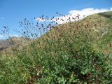 Sanguisorba officinalis