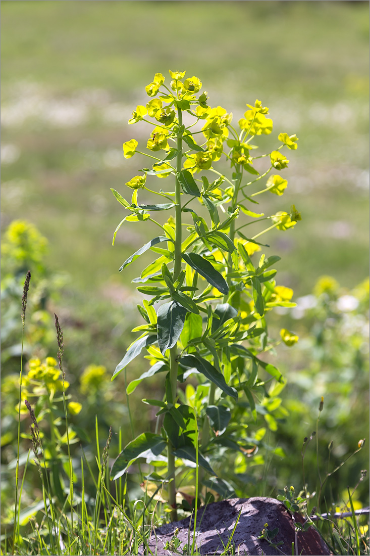 Image of Euphorbia iberica specimen.