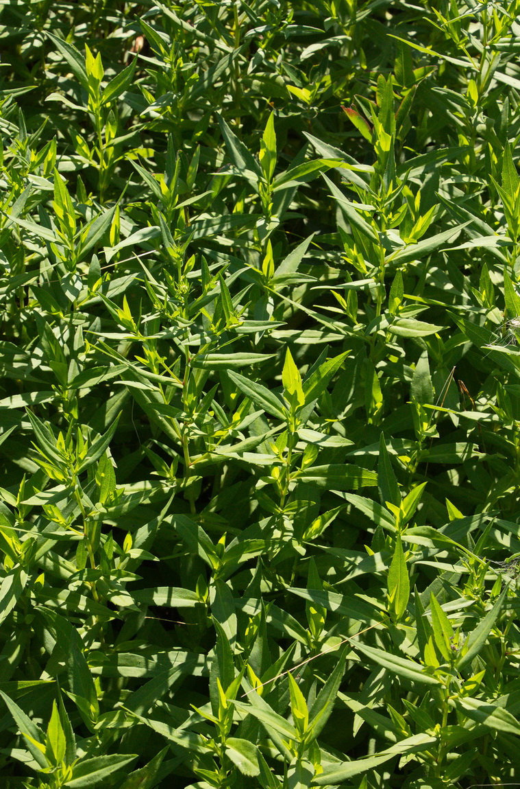 Image of Symphyotrichum novi-belgii specimen.