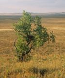 Populus diversifolia