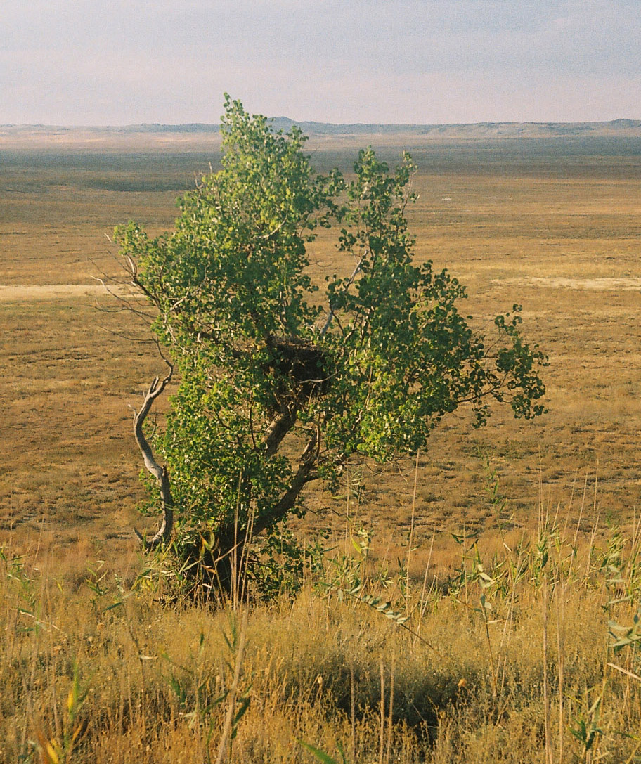 Изображение особи Populus diversifolia.