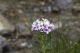 Cardamine seidlitziana. Верхушка цветущего растения. Кабардино-Балкария, Приэльбрусье, средняя часть долины р. Терскол, берег небольшого ручья с чистой водой, заболоченное место. 09.07.2008.