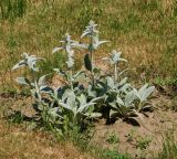 Stachys byzantina. Бутонизирующее растение. Восточный Казахстан, г. Усть-Каменогорск, в культуре. 31.05.2017.