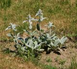 Stachys byzantina