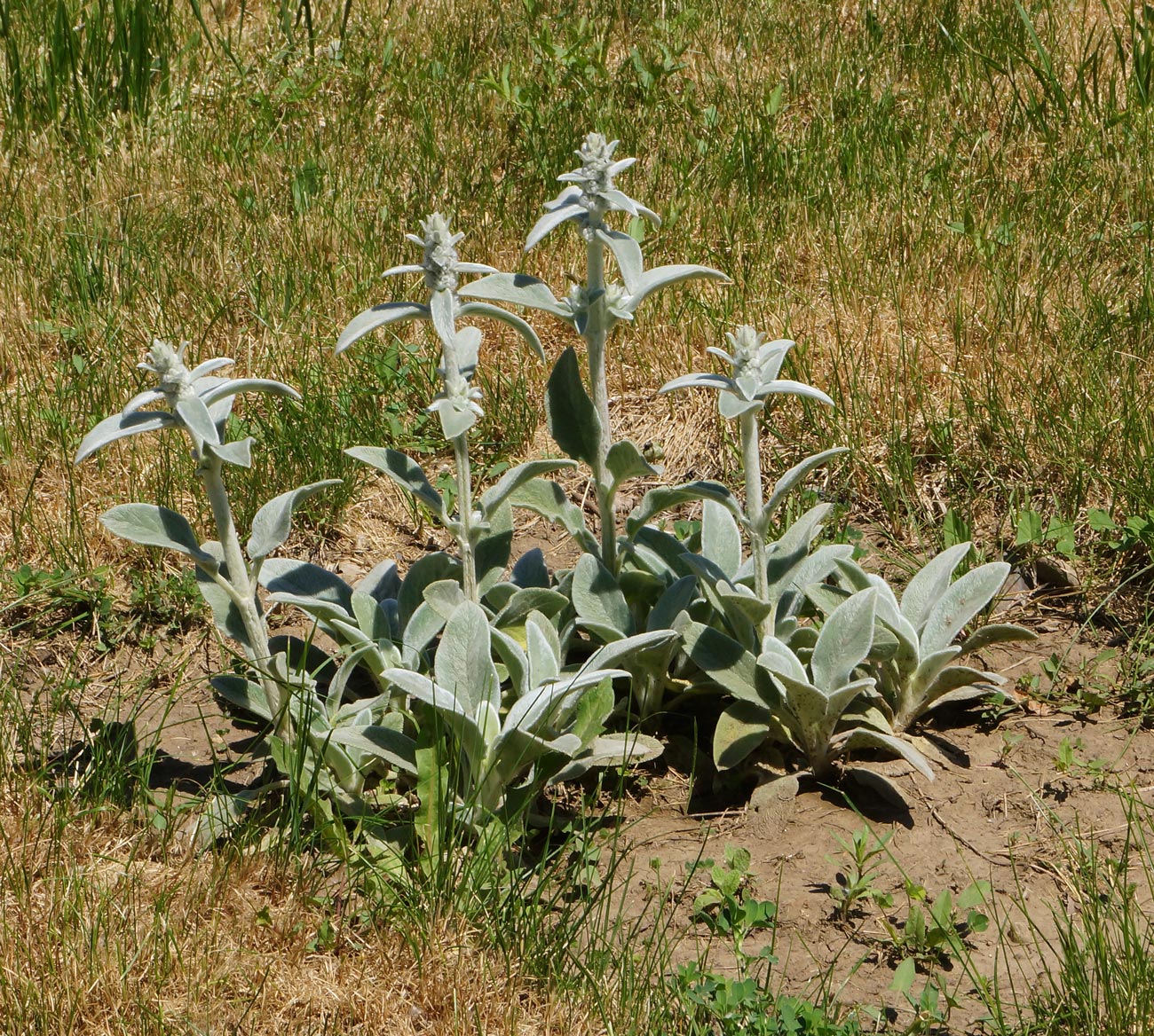 Изображение особи Stachys byzantina.