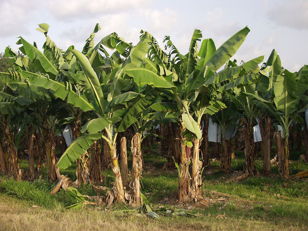 Image of Musa acuminata specimen.