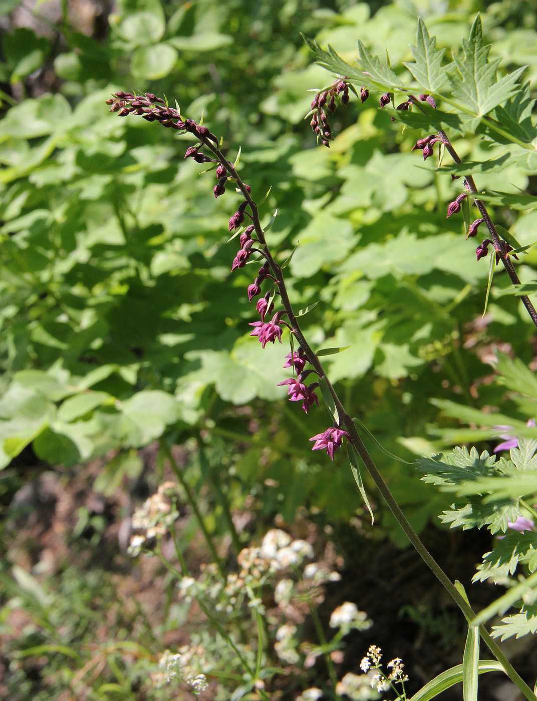 Изображение особи Epipactis atrorubens.