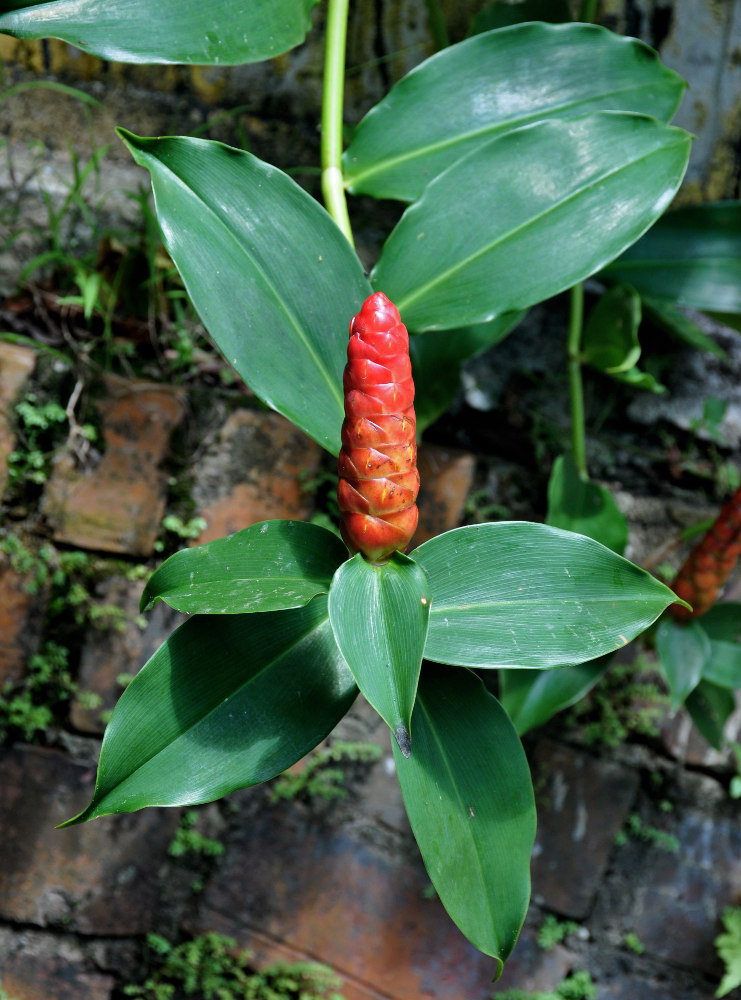 Image of Costus woodsonii specimen.