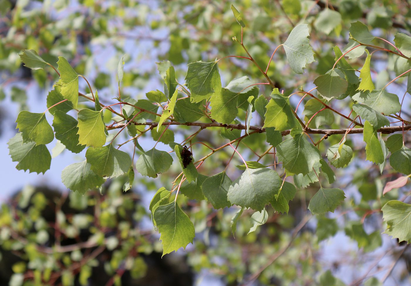 Image of Populus euphratica specimen.