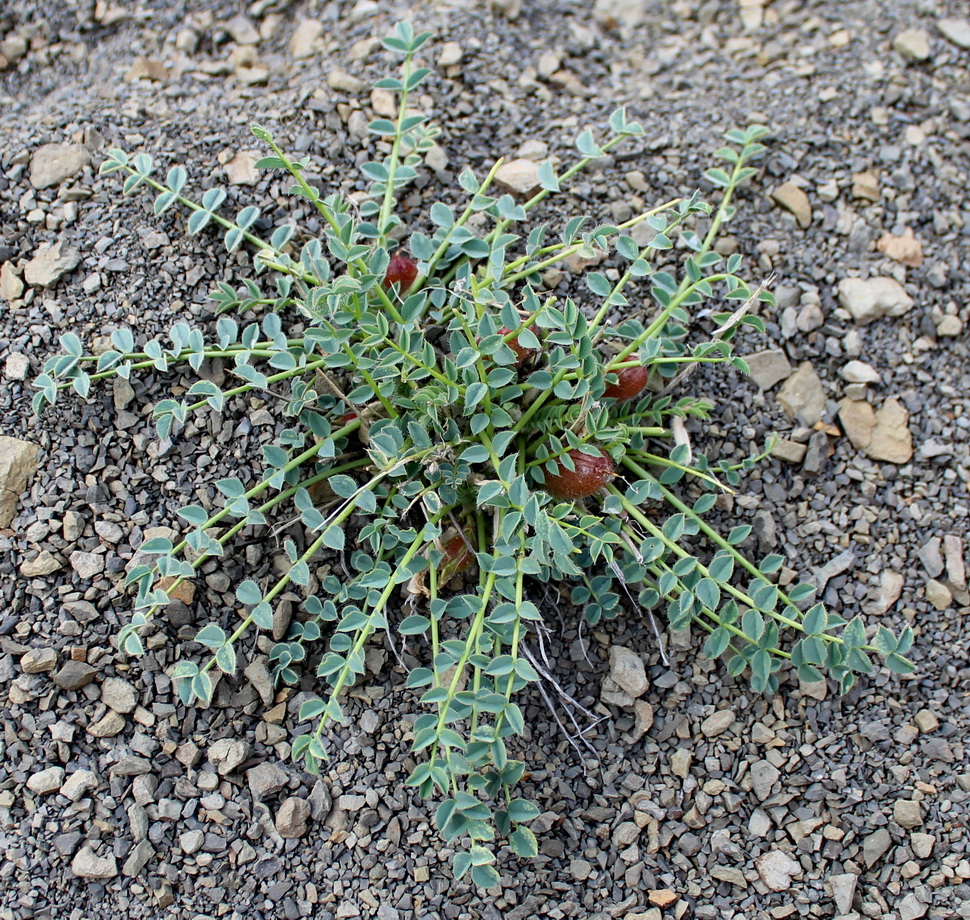Изображение особи Astragalus kjurendaghi.