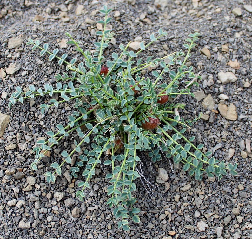 Image of Astragalus kjurendaghi specimen.