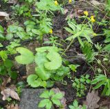 Ranunculus cassubicus