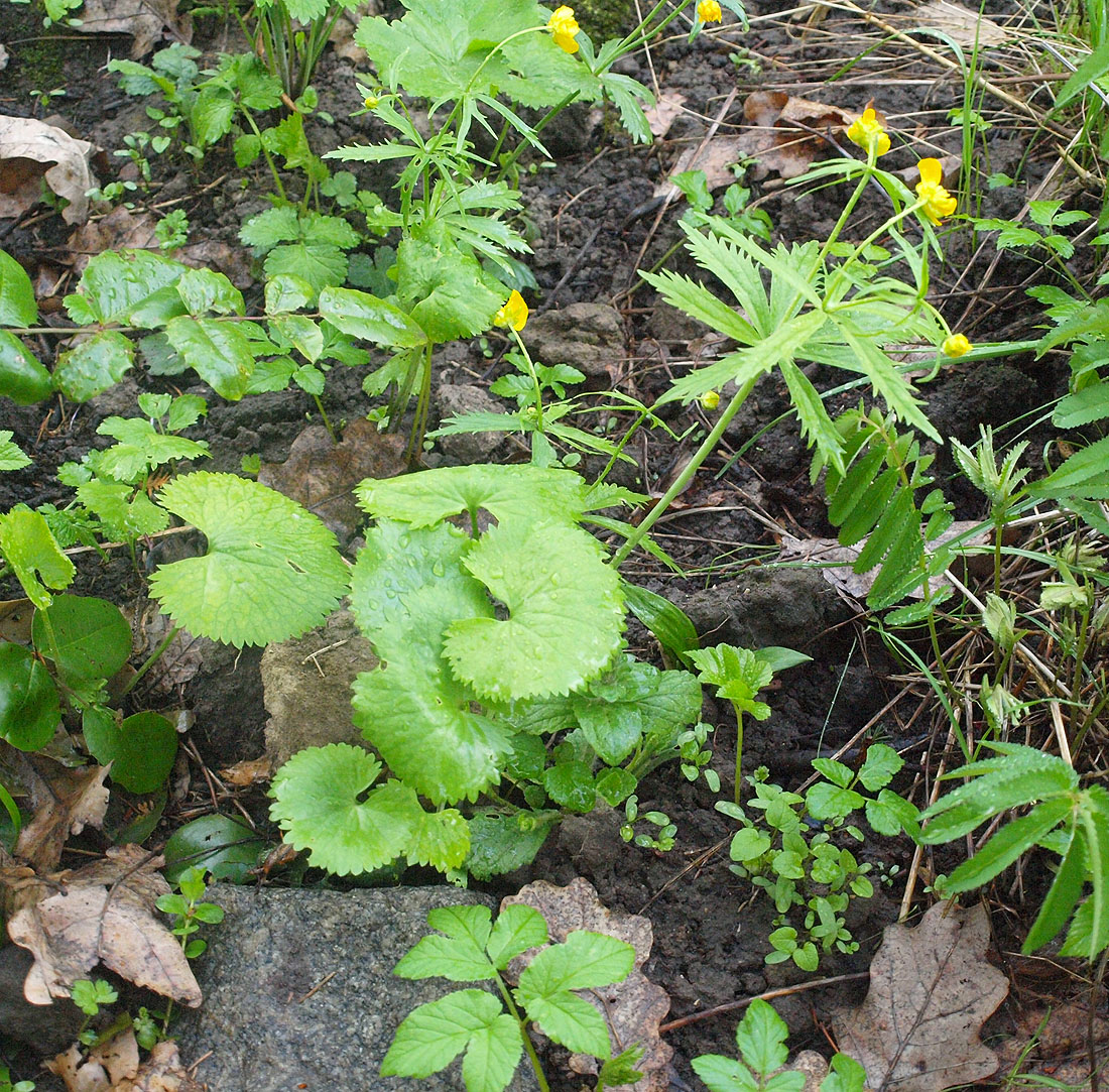 Изображение особи Ranunculus cassubicus.