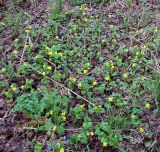 Viola uniflora. Цветущие растения на лесной поляне. Новосибирская обл., Тогучинский р-н, согры Изылы. 17.05.2008.