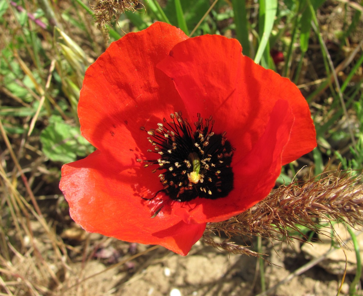 Image of Roemeria refracta specimen.