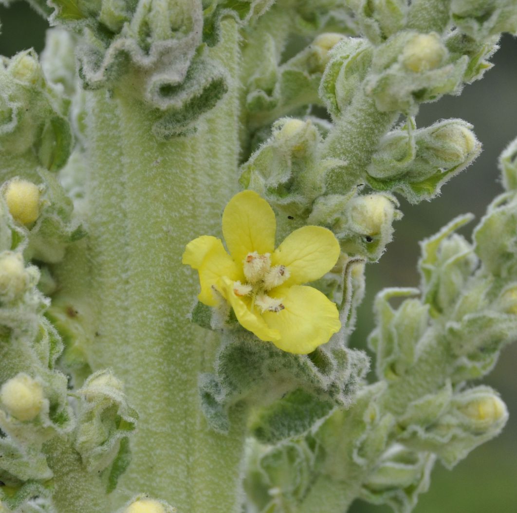 Изображение особи Verbascum speciosum.