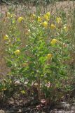 Oenothera glazioviana