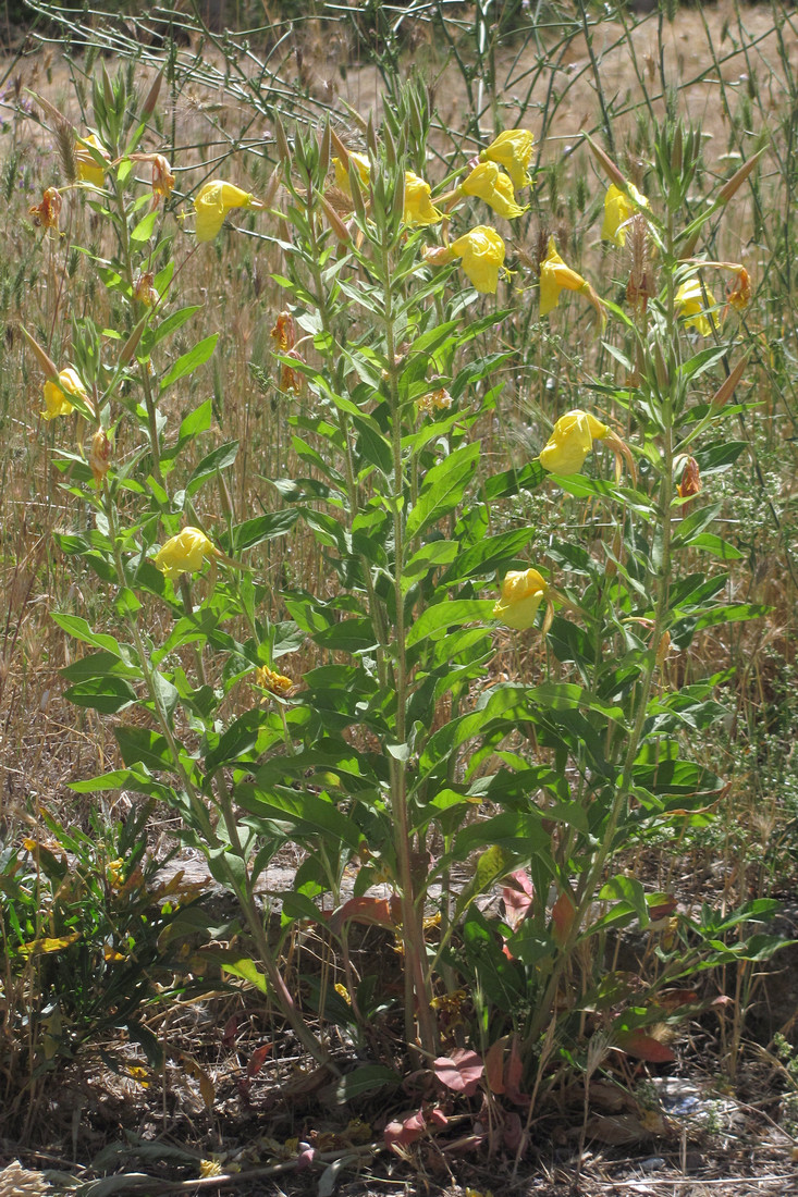 Image of Oenothera glazioviana specimen.
