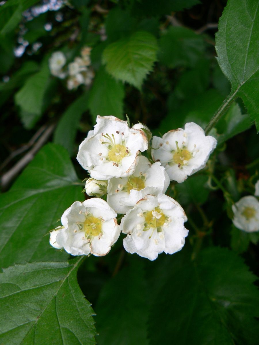 Image of Crataegus submollis specimen.