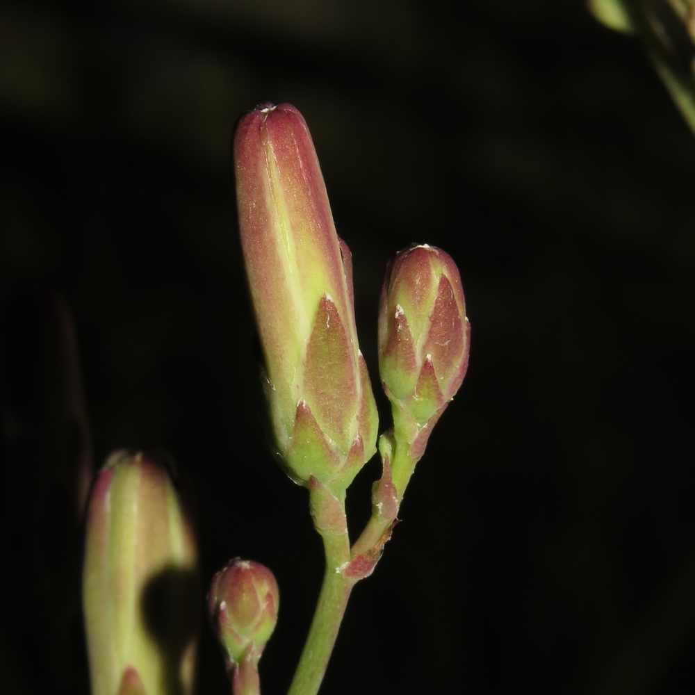 Image of Lactuca tatarica specimen.