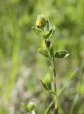 Trifolium spadiceum. Верхушка зацветающего растения. Лепестки раскрывающихся цветков принимают коричневую окраску. Мурманская обл., окр. пос. Росляково, опушка ивняка, обочина тропы. 08.07.2018.