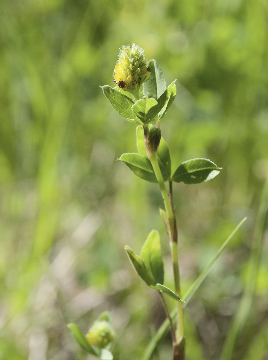 Image of Trifolium spadiceum specimen.