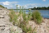 Achillea cartilaginea. Цветущие растения. Псковская обл., Псковский р-н, окр. погоста Выбуты, берег р. Великая, нижняя часть пологого известнякового склона. 26.06.2018.