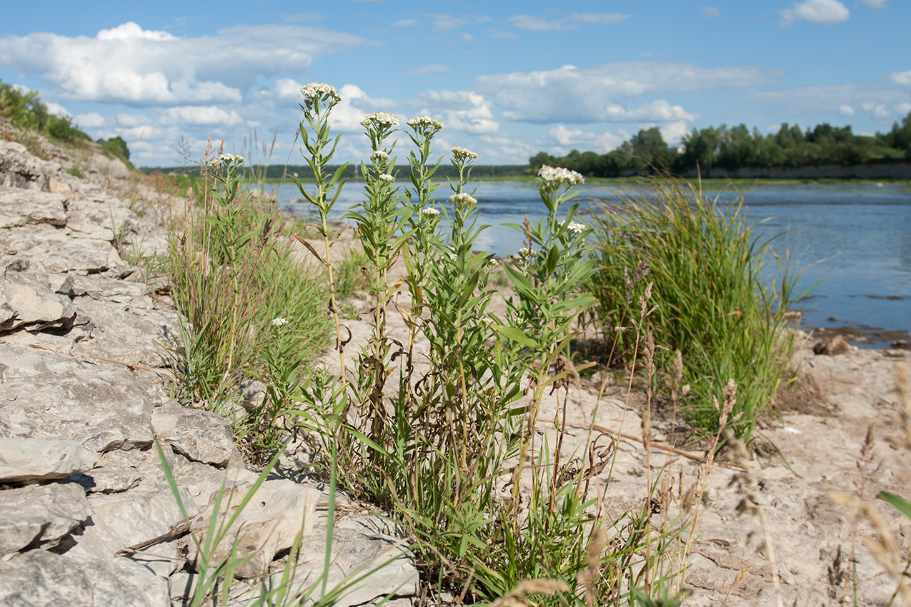 Image of Achillea cartilaginea specimen.