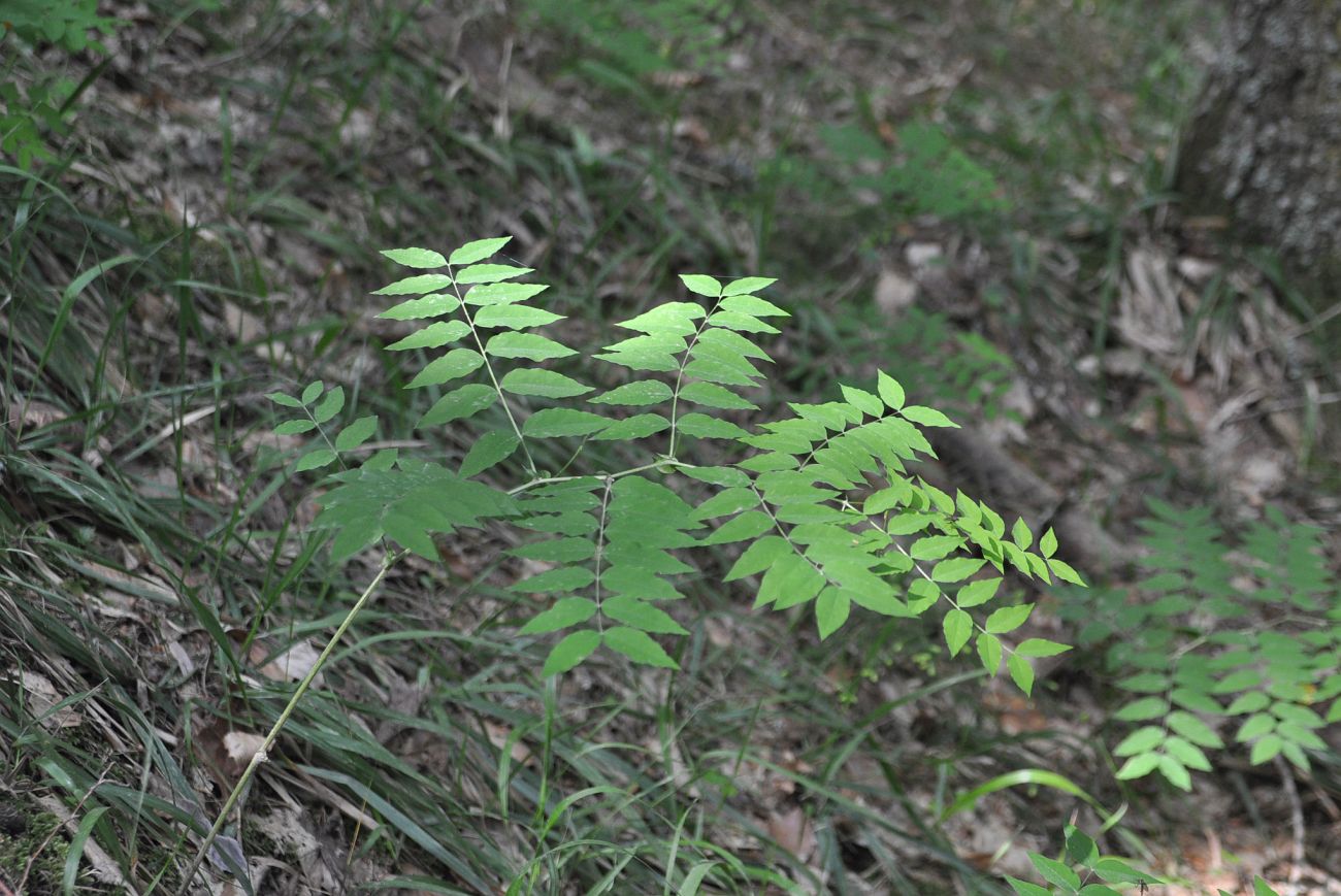 Image of Vicia crocea specimen.