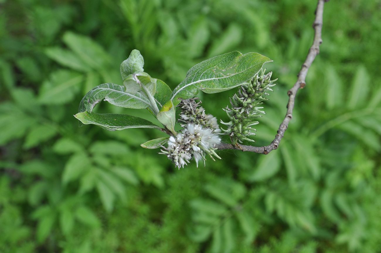 Image of genus Salix specimen.