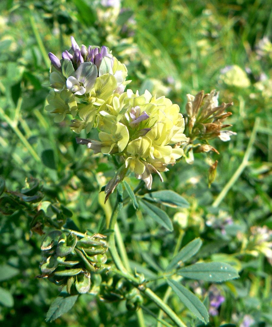 Image of Medicago &times; varia specimen.