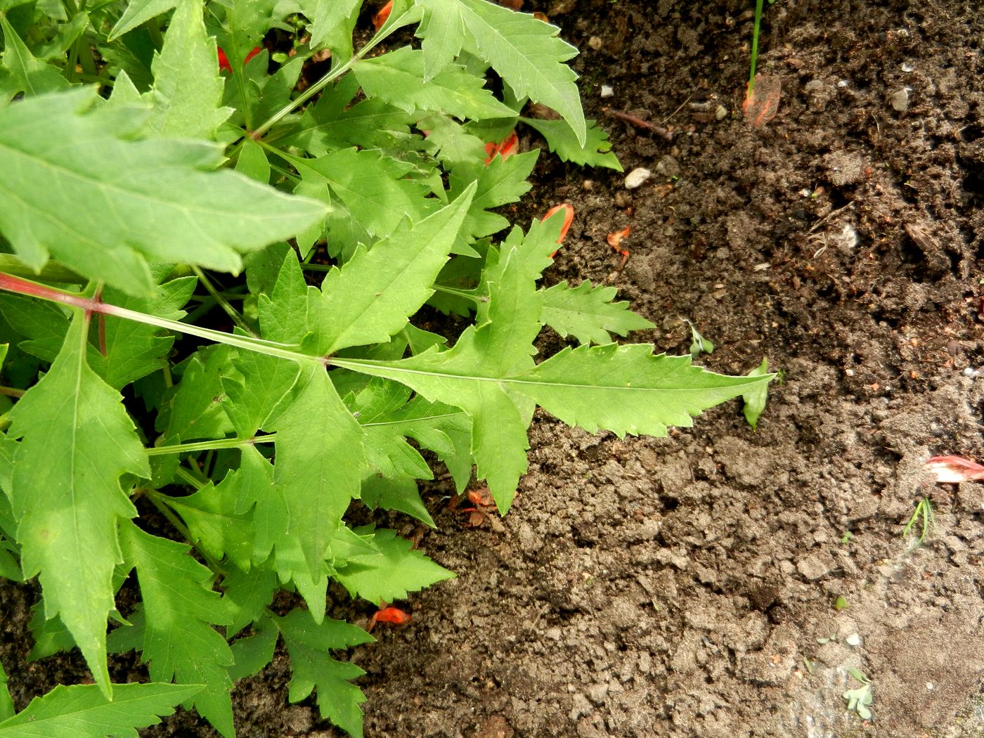 Изображение особи Dahlia coccinea.