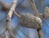 Allocasuarina inophloia. Часть ветки с соплодием. Израиль, Шарон, пос. Кфар Монаш, ботанический сад \"Хават Ганой\". 21.03.2018.