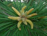 genus Pinus