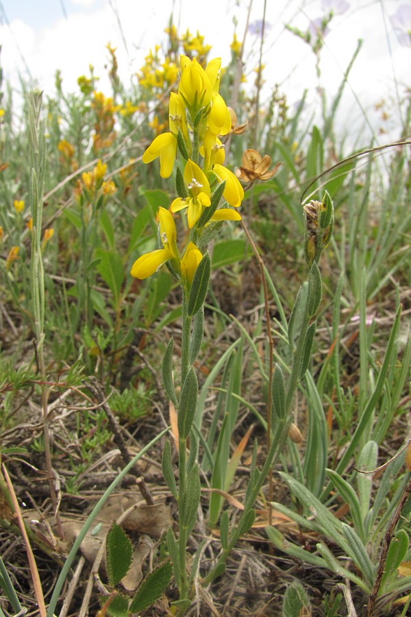 Изображение особи Genista taurica.