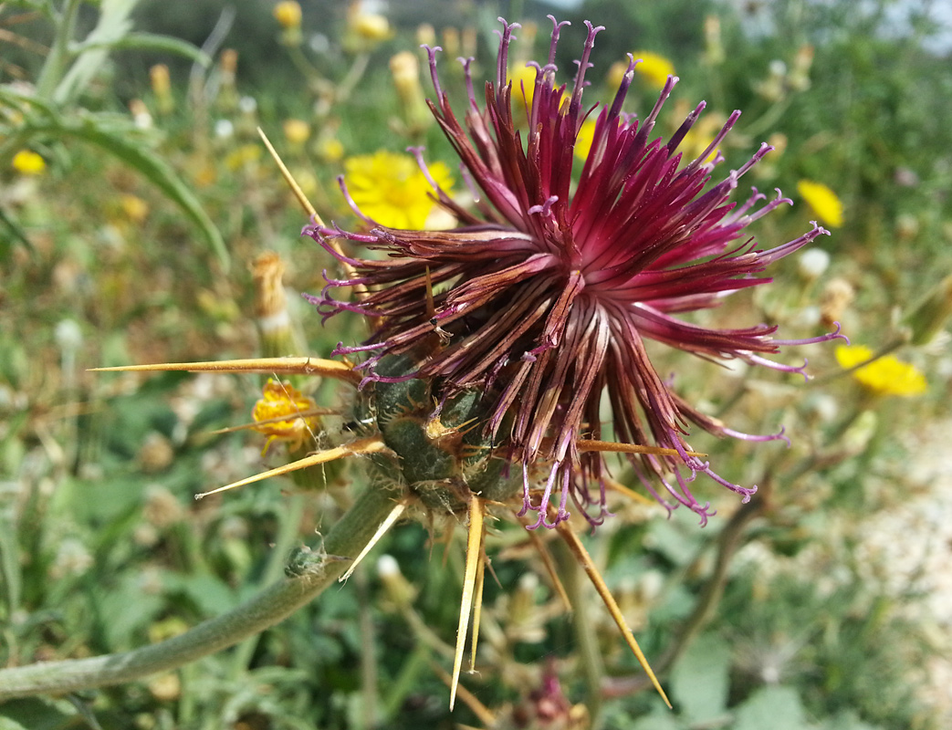 Изображение особи Centaurea laconica.