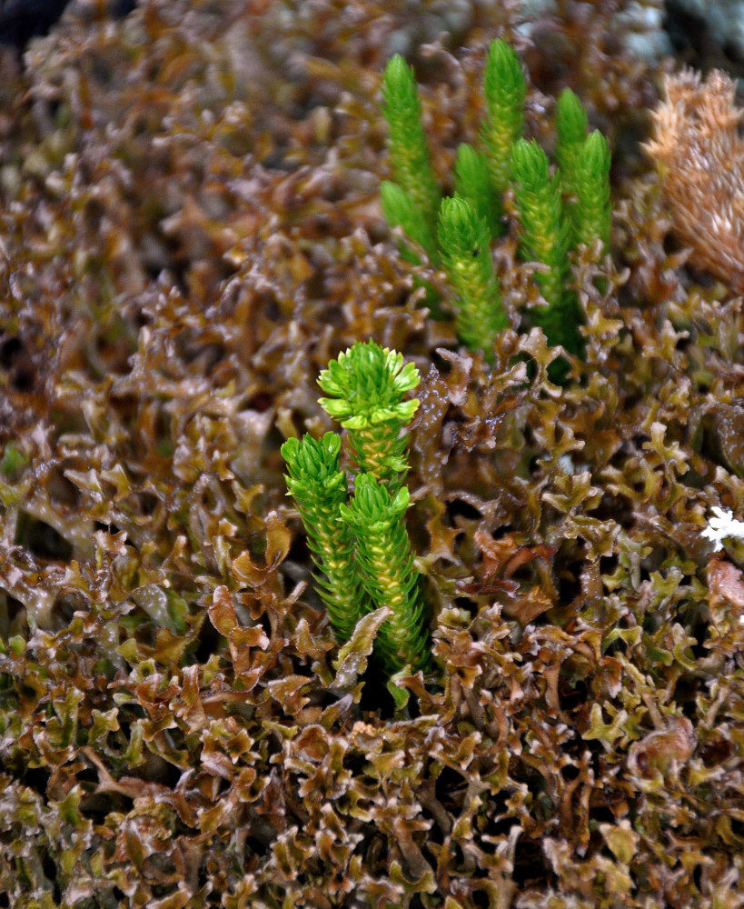 Image of Huperzia arctica specimen.