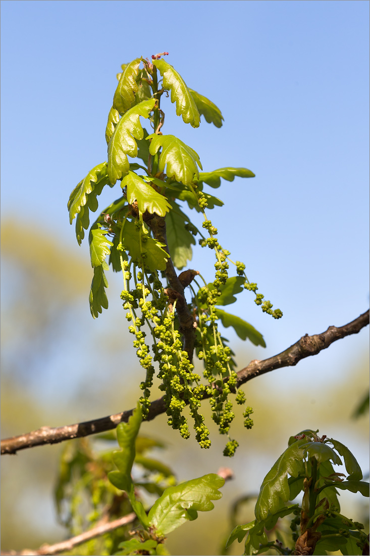 Image of Quercus robur specimen.