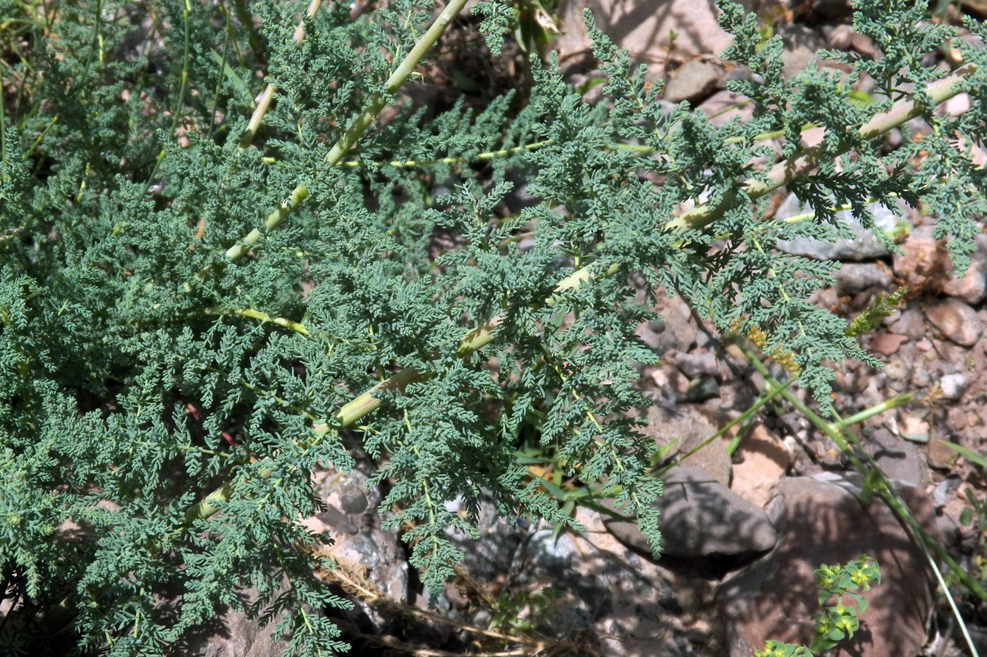Image of Myricaria bracteata specimen.