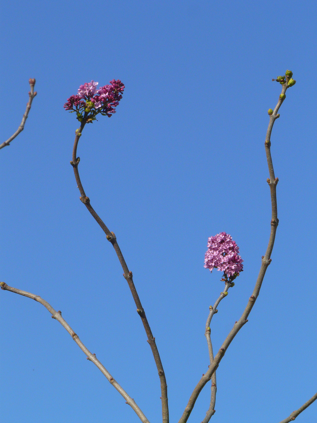 Изображение особи Syringa vulgaris.