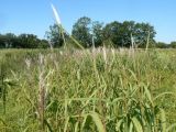 Miscanthus sacchariflorus