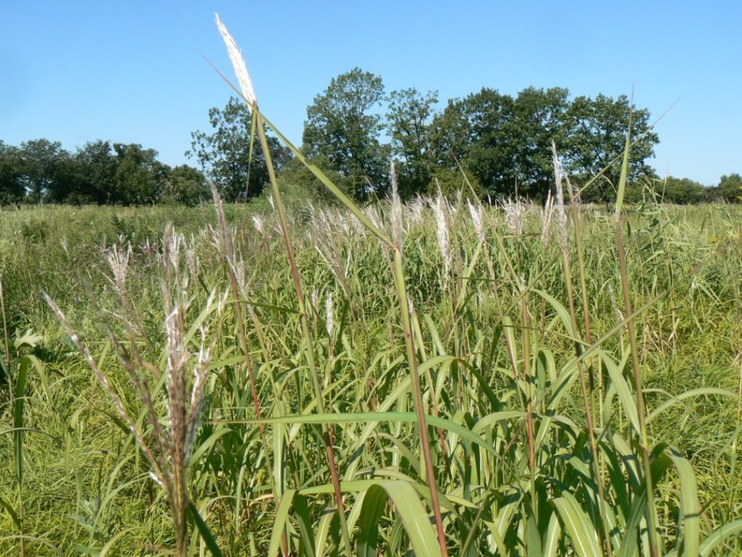 Изображение особи Miscanthus sacchariflorus.