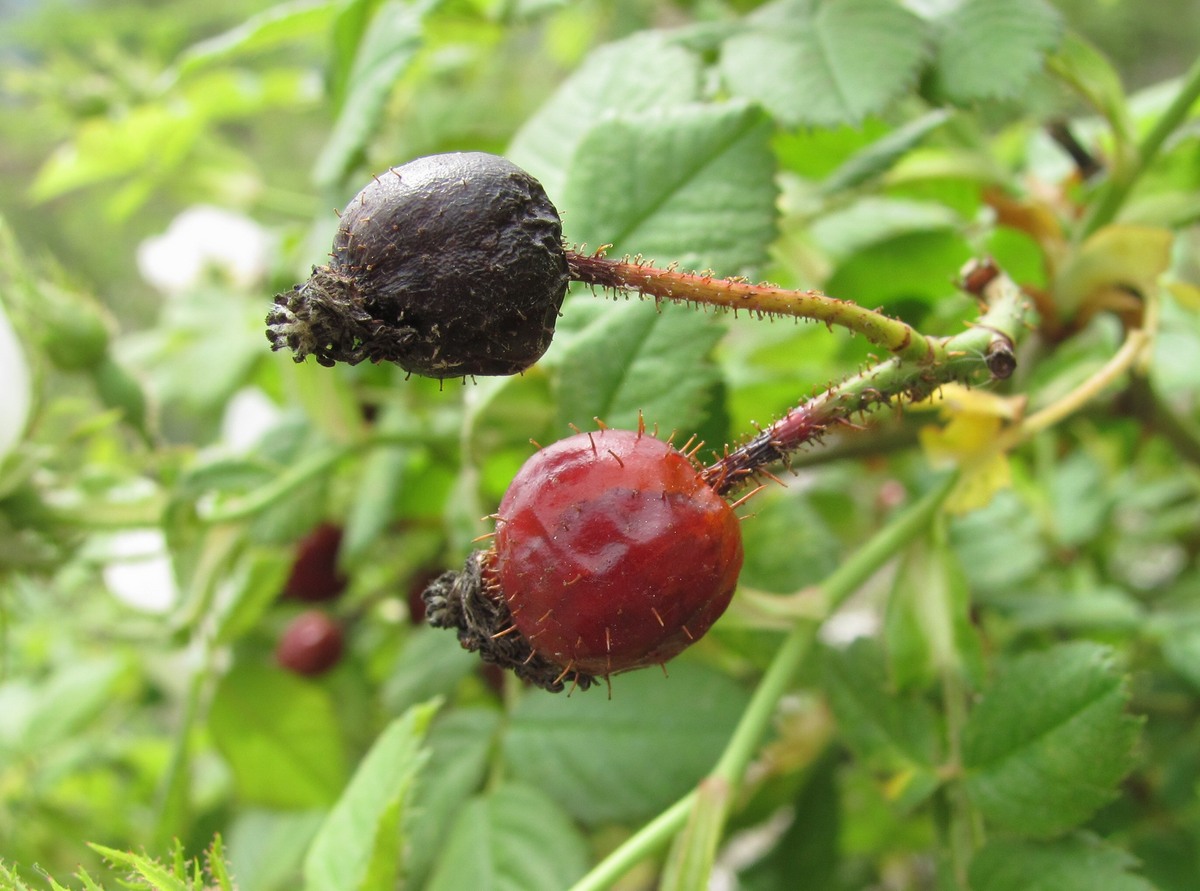 Image of Rosa balsamica specimen.