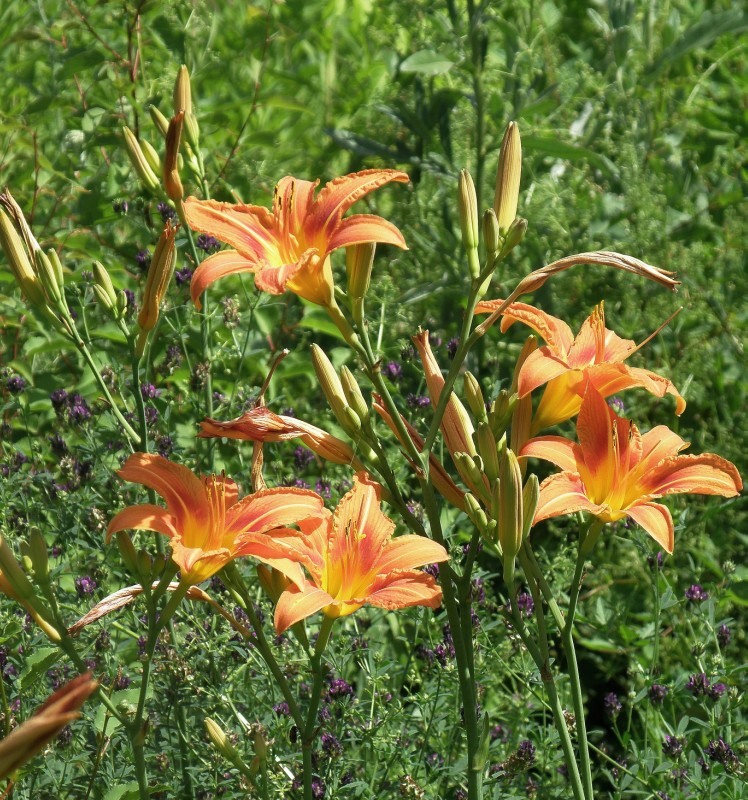 Image of Hemerocallis fulva specimen.