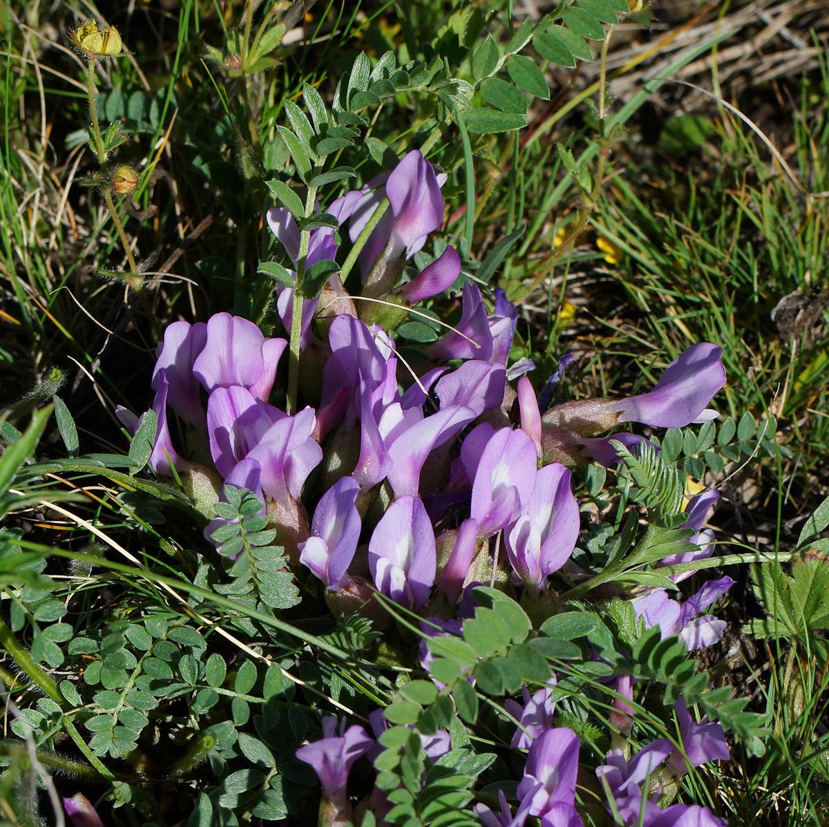 Image of Astragalus megalanthus specimen.